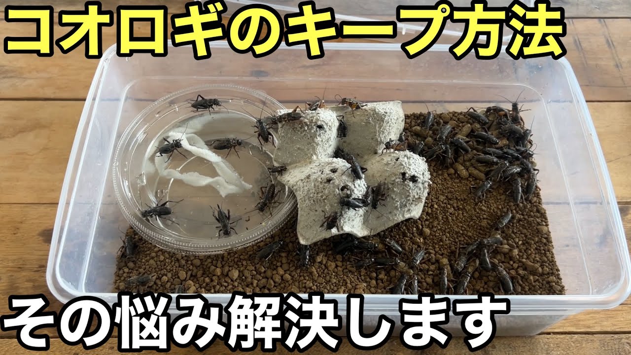 コオロギの飼育は難しい問題解決します　コオロギのキープ方法飼育環境を作ります　爬虫類の餌　給水機の作り方など