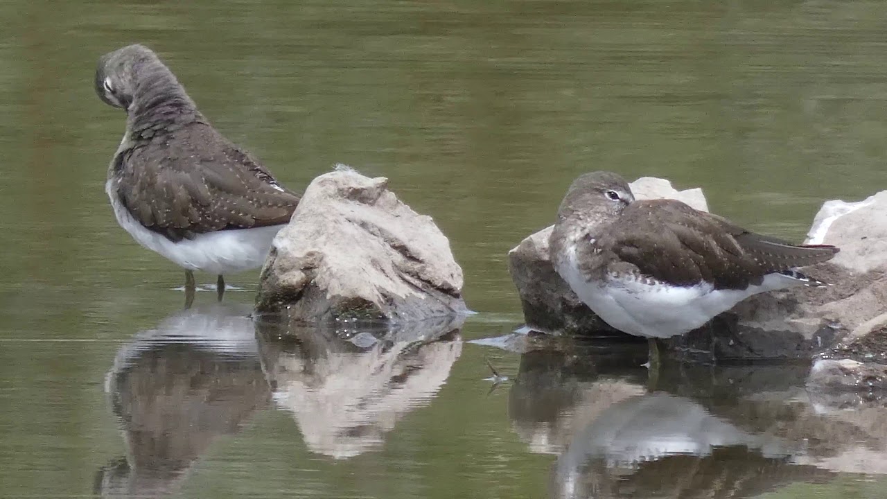 Close up - Green Sandpipers