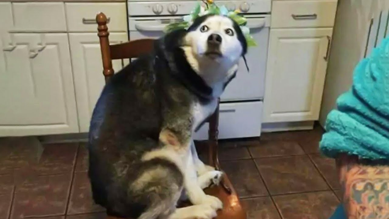 Funniest Dogs Ever! 🤣 | Funny Dog Videos Compilation 2025