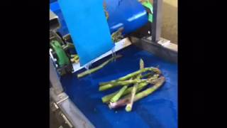 Asparagus cutter