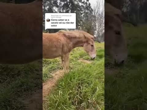 Vídeo: Como saber se um cavalo é amigável?