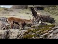 How Eagle Attack Mountain Goat