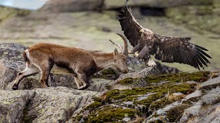 How Eagle Attack Mountain Goat