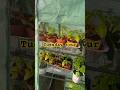 Tuesday tour #garden #gardening #gardeningvideos