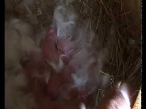 \"ბელკამ\" მოიგო მე-3 ბუდე \"რობისგან\"  01/04/2020