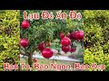 Cây Giống Lựu Ấn Độ Đang Hoa Đỏ Chót Trồng Chậu Càng Đẹp