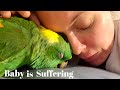 My Parrot Has a Hole in His Eye! | Emergency Eye Surgery