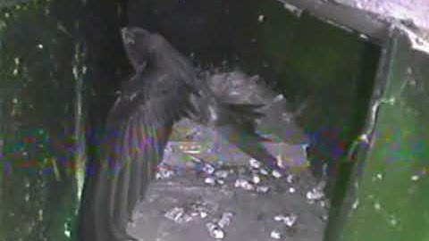 Swift doing before press-ups before fledging 12th August 2019