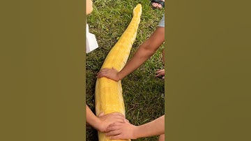 Unbelievable, ￼Albino Burmese python! ￼not clickbait!
