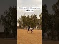 حصان يسقط الفارس عندما ناداه صاحبه 