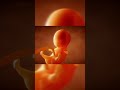 माँ के पेट में बच्चा रोज क्या करता है? Amazing Baby Facts