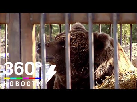 Вопрос: В каких странах мира есть зоополиция?