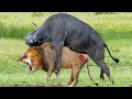 Male Buffalo Mistakenly Thought The Lion Was His Wife Should Be Attacked And Tortured By Deadliest