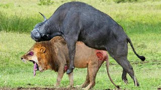 Male Buffalo Mistakenly Thought The Lion Was His Wife Should Be Attacked And Tortured By Deadliest