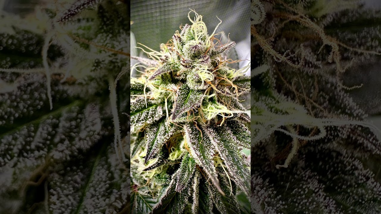 Trichome Party – Join in!  🎉🔬 