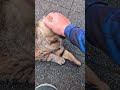 野良猫の全く痛くない甘噛み。A stray cat's gentle bite that doesn't hurt at all.