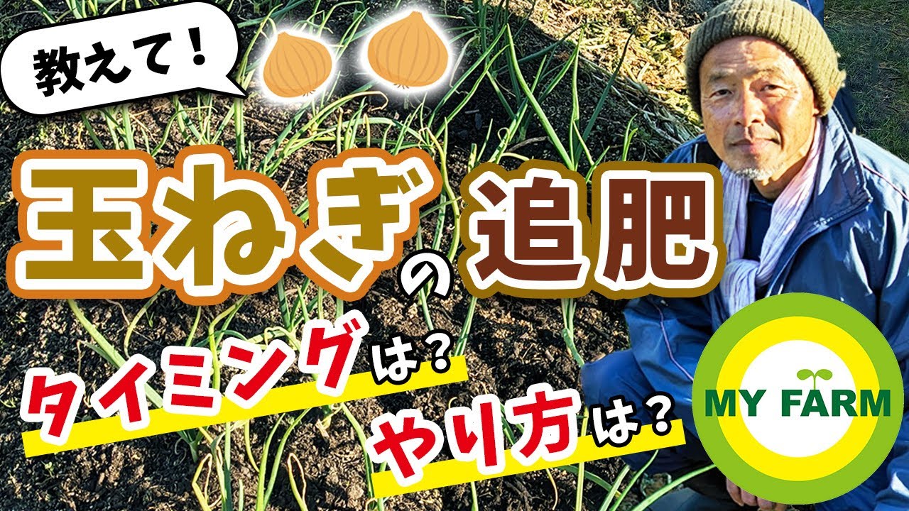 玉ねぎ 追肥 の 時期