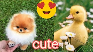 Cutest Animals! Cute baby animals Videos Compilation cute moment of the animals !!!