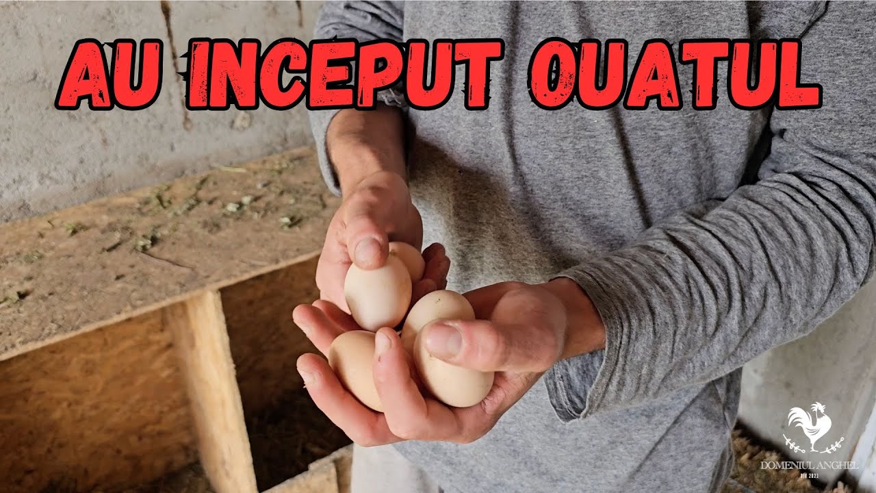 Am rearanjat matca noua