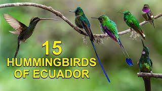15 Hummingbird Species Seen on Live Cam in Ecuador