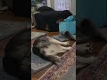 Dude ЁЯШО Funny Doggy 2025 Minnesota New Funny Husky Dude ЁЯШО Funny Doggy 2025 Minnesota New Funny Husky