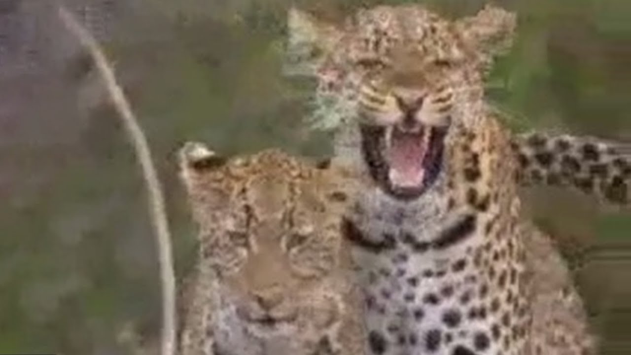 Social Behavior of Lions, Leopards and Cheetahs | BBC Studios - YouTube
