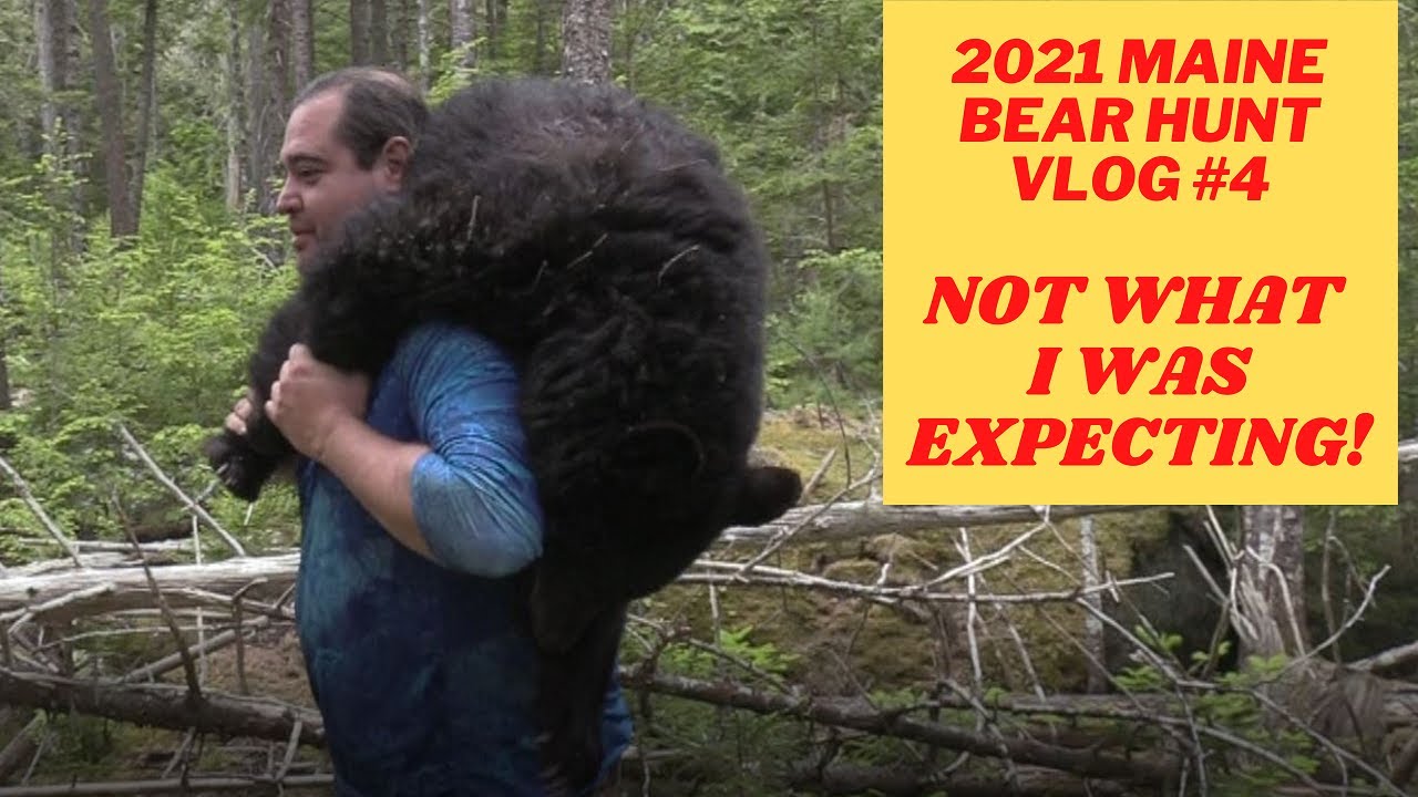Maine Bear Hunt VLOG 4 What just happened? YouTube