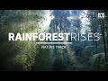Forest sounds lyrebirds in australia  sleep music 15 hours  nature track