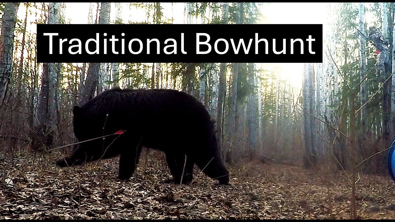Traditional Bowhunting Black Bears!