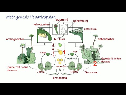 Video: Apakah yang dihasilkan oleh archegonia?