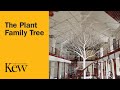 Beyond the Gardens: The Plant Family Tree