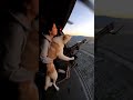 My Dog Loves Machine Guns  #funny #ai #aivideo #aishorts #comedy #dog #funnypets