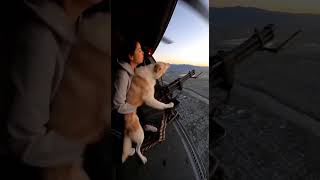 My Dog Loves Machine Guns  #funny #ai #aivideo #aishorts #comedy #dog #funnypets