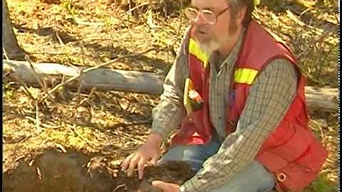 Example of an Addition Soil Formation Process - Formation of a Forest Floor
