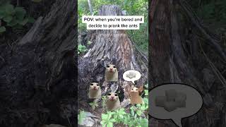 Pov Ants Biggest Betrayal