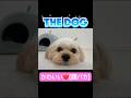 ガチかわ❤️#むぎ#ペキプー#犬#dog#dogshorts #犬のいる暮らし #犬のいる生活 #犬動画 #犬好きさんと繋がりたい #かわいい#可愛い#癒し#癒し動画 #short#shorts