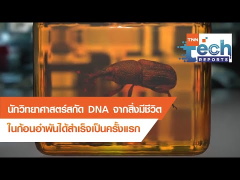 สกัด DNA จากสิ่งมีชีวิตในก้อนอำพันได้สำเร็จ | TNN Tech Reports | 08 ต.ค. 63