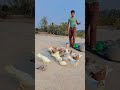 pigeon video blog. #pigeonvideo #shorts