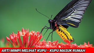 Arti Mimpi Melihat Kupu - Kupu Masuk Rumah - Sahabat Channel