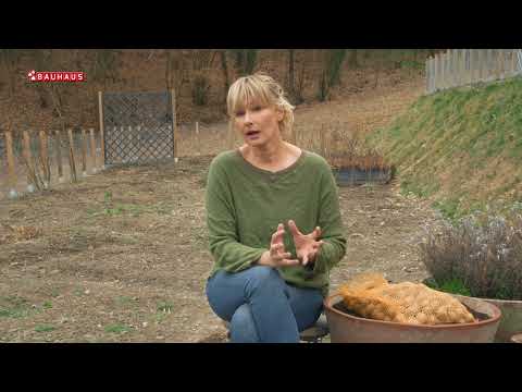 Video: Uzgoj sjemenskog krumpira: Kako posaditi sjemenski krumpir