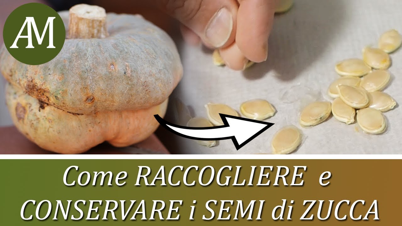 Come raccogliere e conservare i semi di zucca - Orto e Giardino