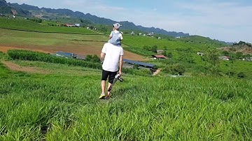 Mộc châu 2020 - đồng cỏ 68