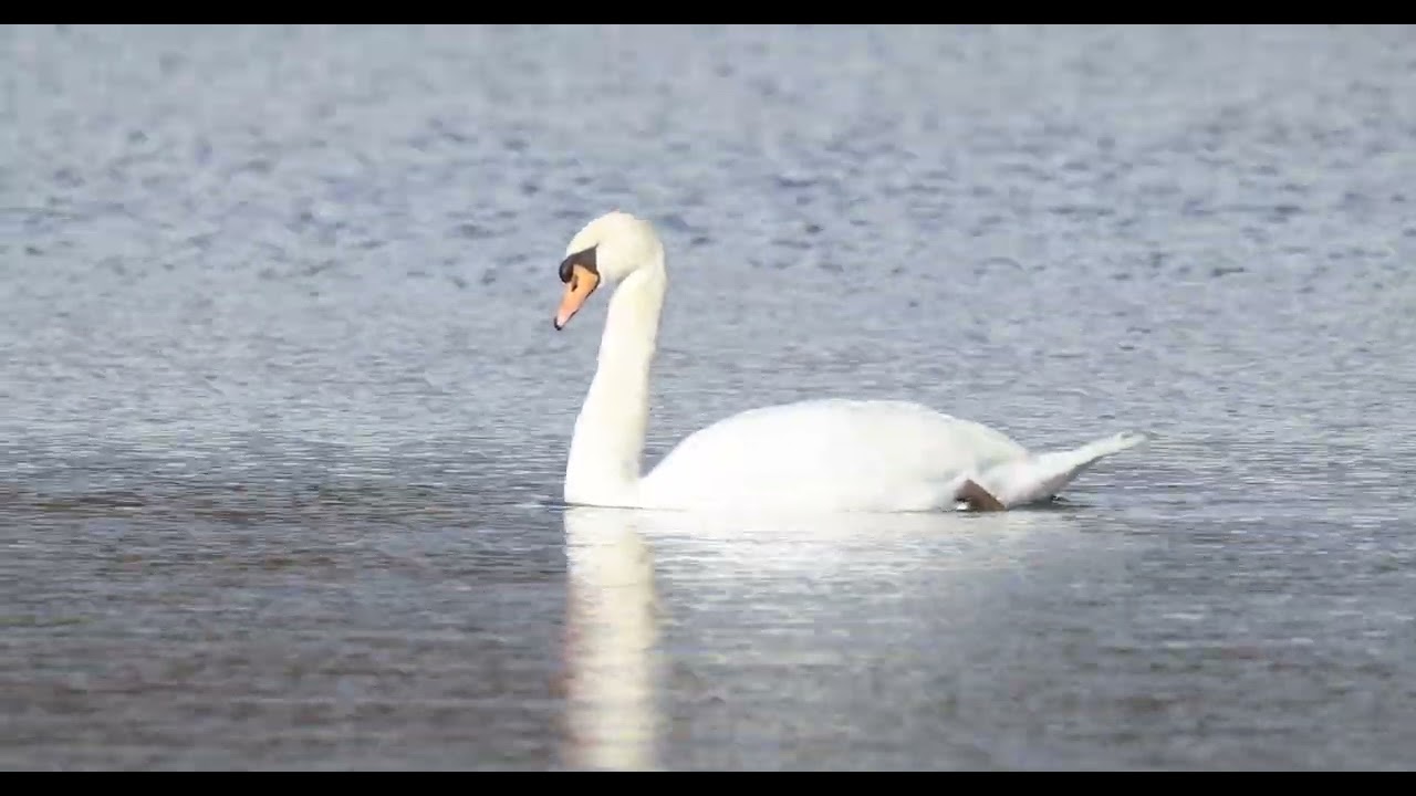 20260223 Het Hageven