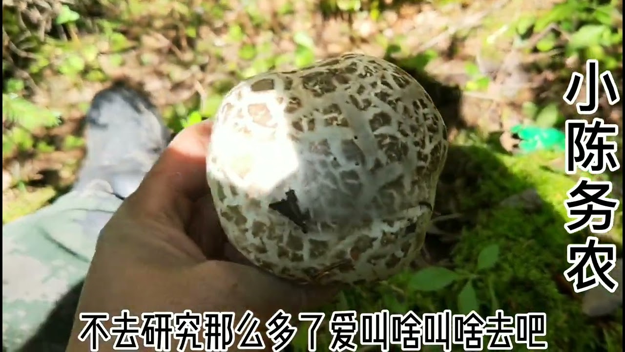 小陈自己进山寻找新地方，又遇到我们当地的松茸，捡了半背筐