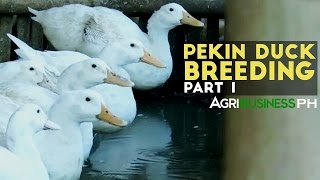 Pekin Duck Breeding Part 1 : Pekin Duck Breeding in the Philippines | Agribusiness Philippines