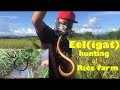 Kiwit/Igat (eel) hunting at rice farm..part 3