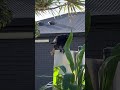 Raven - so many different sounds to communicate. #australianbirds #ravens #birdcalls #birdbehavior