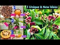 3 unique best ideashow to grow clove plant from seedsgrowing clove plant from cloveslaungcloves