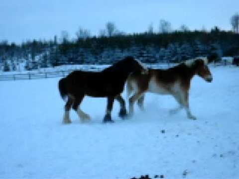 clydesdale-and-belgian-goofing-around