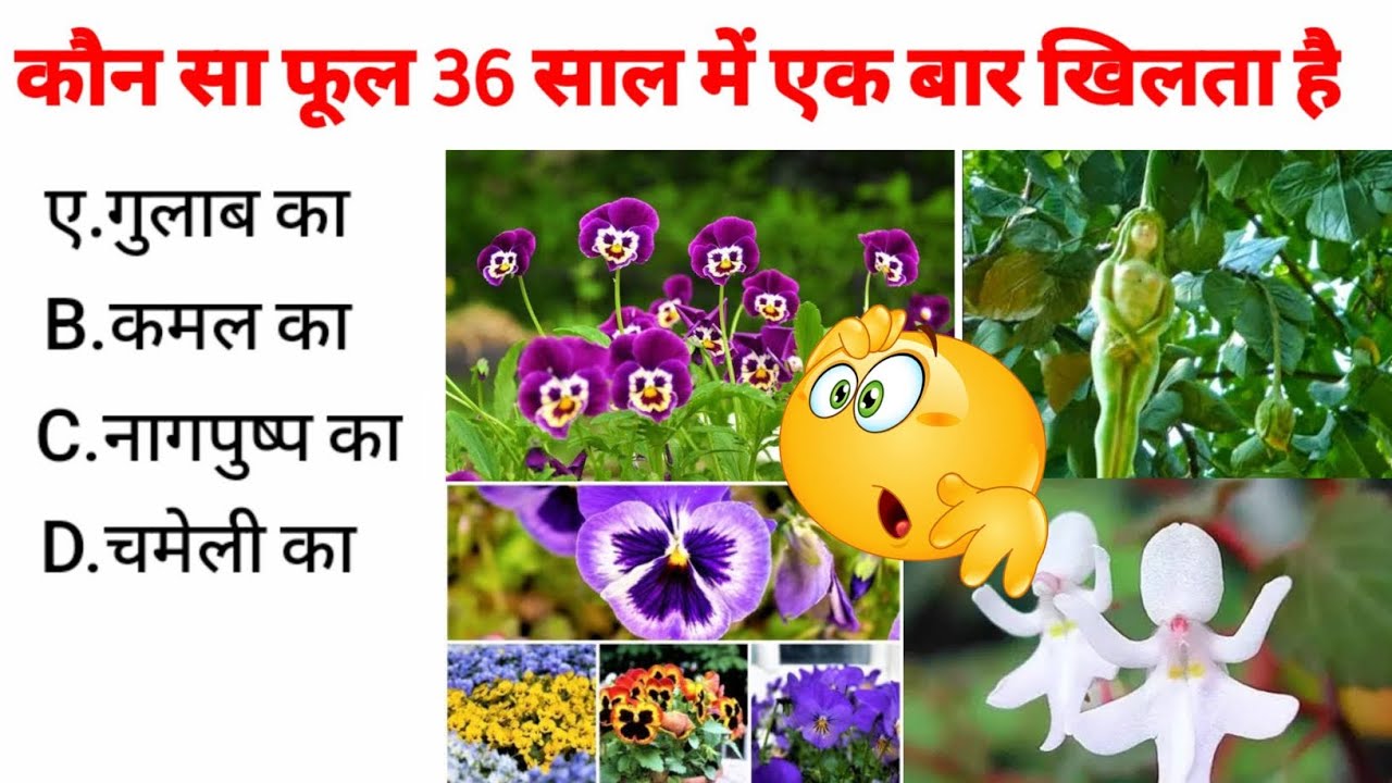 36-kon-sa-phool-36-sal-me-ek